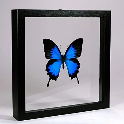 Immagine di De Museumwinkel.com Papilio Ulysses Grande Farfalla Blu e Nera Vera di Tassidermia Montato tra Vetro in Cornice Doppia Legno Fatta a Mano