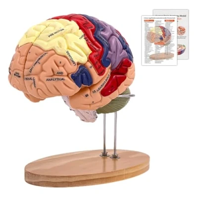 Immagine di YonGyun Modello Anatomico di Cervello Umano, 2x Anatomia Cerebrale Con Codice Colore A 4 Parti Figure 9 Staccabili per la Visualizzazione Medico Neuroscienze Scienze Ricerca