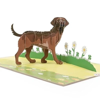 Immagine di biglietto Pop Up per cane, d&#039;auguri, d&#039;amicizia, regalo con un grande cane (abrador) e prato verde in 3D marrone