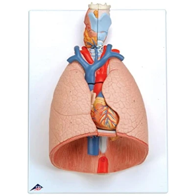 Immagine di 3B Scientific G15 Polmone con Laringe, in 7 Parti + software gratuito di anatomia Smart Anatomy