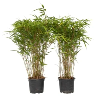 Immagine di Plant in a Box Fargesia nitida &#039;Gansu&#039; Set di 2 Bambù viola scuro Vaso 17cm Altezza 50 70cm non invasiva Sempreverde Resistente