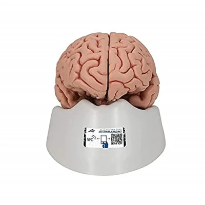 Immagine di 3B Scientific C18 Modello di anatomia Umana Cervello, Classico, in 5 Parti + software gratuito Smart Anatomy