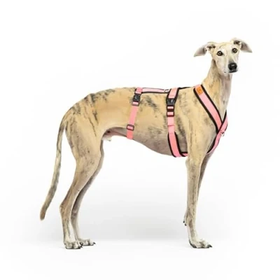 Immagine di Imbracatura anti trazione a 3 punti fuga ideale per lebreles: levriero italiano, whippet, levriero, podenco sicura, traspirante e resistente camminare, allenamento corsa, rosa, XL