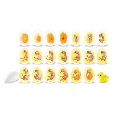 Immagine di Learning Resources Set di esplorazione del ciclo vita un pulcino