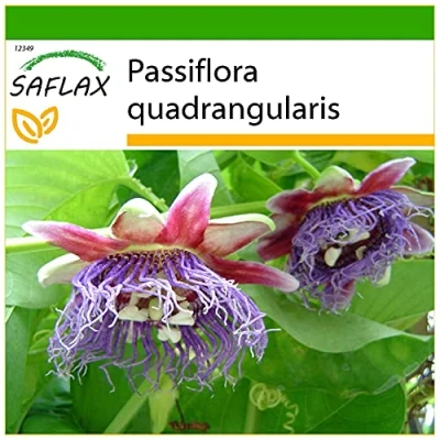 Immagine di SAFLAX Granadilla 12 semi Con substrato Passiflora quadrangularis