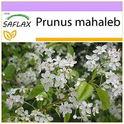 Immagine di SAFLAX Ciliegio canino 30 semi Prunus mahaleb