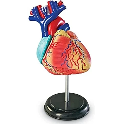 Immagine di Learning Resources Modello anatomico del cuore