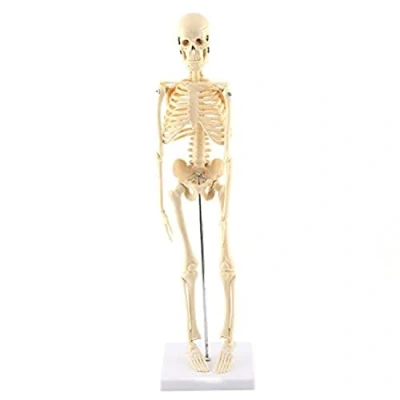 Immagine di GAESHOW Modello Anatomico Scheletro, di Scheletro Umano, Umano Completo con Braccio e Gambe mobili su Base plastica, per l&#039;apprendimento Medico