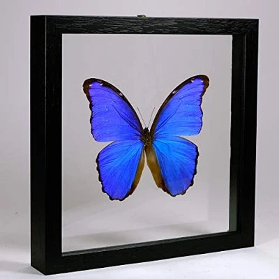 Immagine di De Museumwinkel.com Morpho didius Grande Farfalla blu Vera di Tassidermia montato tra vetro in Cornice doppia Legno Nera fatta a Mano