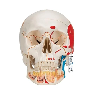 Immagine di 3B Scientific A22/1 Cranio Modello Classico con Mandibola Aperta, Dipinto + app gratuita di anatomia Smart Anatomy