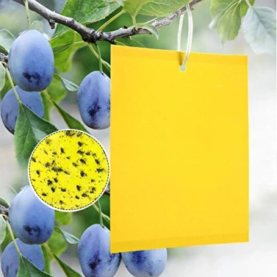 Immagine di Panngu trappole Appiccicose 20 Pezzi 15cm x 20cm MoscheTrappola Trappola per Insetti Mosca Bianca, della Frutta, Afidi, Minatori Fogliari Catchers Dual Side (Fascette Incluse)