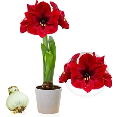 Immagine di bulbo di Amaryllis Dark Passion, 1 grandi dimensioni 26/30, Esclusivo mix bulbi, piante e fiori dall&#039;Olanda, Autentici bulbi Hippeastrum (senza semi, non in cera artificiali)