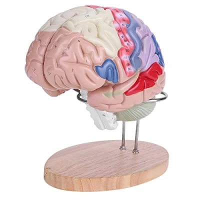 Immagine di Modello di Cervello Medico, 1: 2 del Umano Anatomico Medico Nervo Corteccia Cerebrale 4 parti Cuore