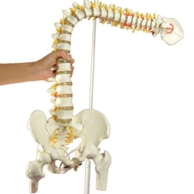 Immagine di LSOAARRT modello di anatomia della colonna vertebrale umana flessibile scientifico anatomico del con femore bacino 45cm/17.7in (A)