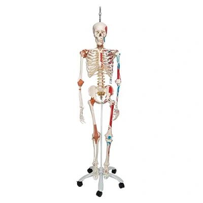Immagine di 3B Scientific A13/1 Scheletro Sam Versione di Lusso su Cavalletto in Metallo da Appendere con 5 Rotelle + app gratuita anatomia Smart Anatomy