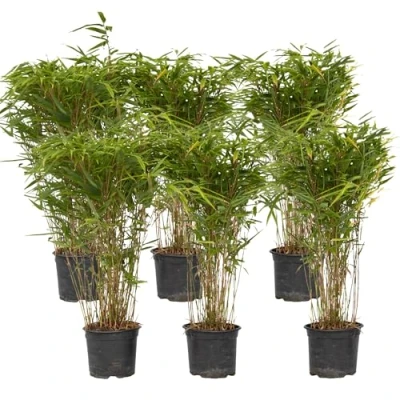 Immagine di Plant in a Box Fargesia nitida &#039;Gansu&#039; Set di 6 Bambù viola scuro Vaso 17cm Altezza 50 70cm non invasiva Sempreverde Resistente