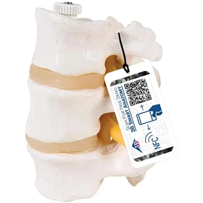 Immagine di 3B Scientific A76/8 3 Vertebre Lombari, Montaggio Elastico + software gratuito di anatomia Smart Anatomy