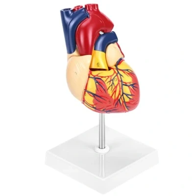 Immagine di QWORK® Modello di Anatomia Umana Cuore, Dimensioni Reali Cuore in 2 Parti con 34 Segni Anatomici per Aula Scienze