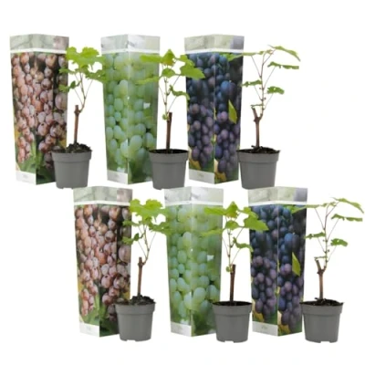 Immagine di Plant in a Box Piante di Uva Mix 6 Vitis Vinifera Vaso 9cm Altezza 25 40cm