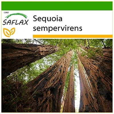 Immagine di SAFLAX Sequoia sempreverde 50 semi Con substrato sempervirens