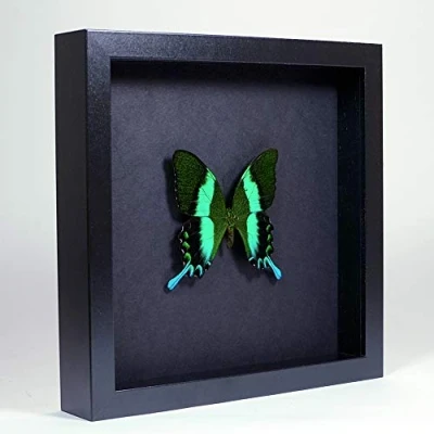 Immagine di De Museumwinkel.com Papilio blumei La Coda forcuta Verde Vera Farfalla di Tassidermia Montato sotto Vetro in Cornice Legno Nera Elegante Fatta a Mano
