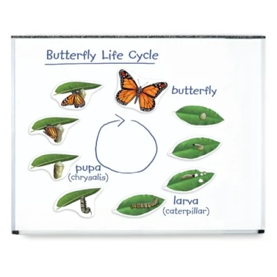 Immagine di Learning Resources Ciclo di vita una farfalla magnetico gigante