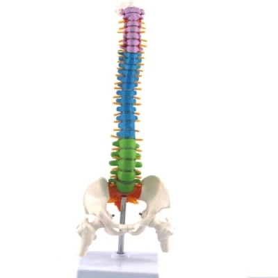Immagine di LSOAARRT modello di anatomia della colonna vertebrale umana flessibile scientifica anatomica del con femore bacino 45cm/17.7in (B)