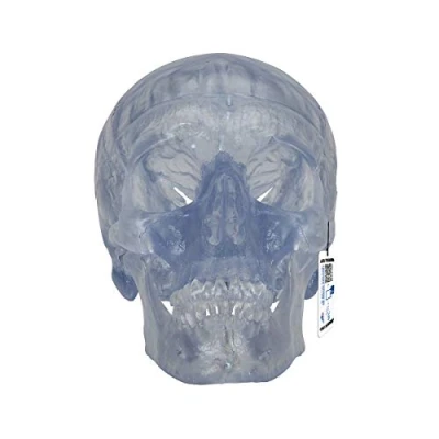 Immagine di 3B Scientific A20/T Cranio Modello Classico, Trasparente, in 3 Parti + software gratuito di anatomia Smart Anatomy