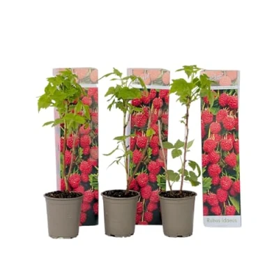 Immagine di Plant in a Box Rubus ideaus &#039;Autumn Bliss&#039; Lampone Piante da frutto resistenti Set di 3 Vaso 9cm Altezza 25 40cm