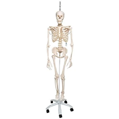 Immagine di 3B Scientific A15/3 Scheletro Fisiologico su Cavalletto in Metallo da Appendere con 5 Rotelle + software gratuito di anatomia Smart Anatomy