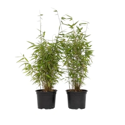 Immagine di Plant in a Box Fargesia nitida &#039;Red Dragon&#039; Set di 2 Bambù rosso Vaso 17cm Altezza 60 80cm non invasiva Sempreverde Resistente