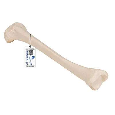 Immagine di 3B Scientific A35/3L, A35/3R Tibia + software gratuito di anatomia Smart Anatomy