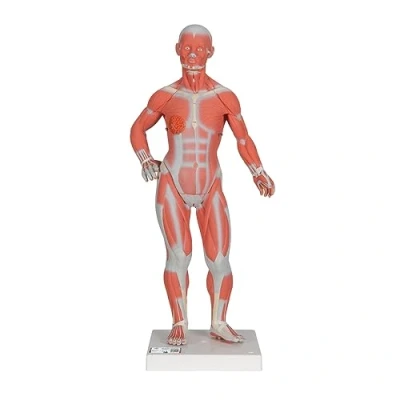 Immagine di 3B Scientific B59 Figura con Muscoli, Grandezza 1/3, in 2 Parti + app gratuita di anatomia Smart Anatomy