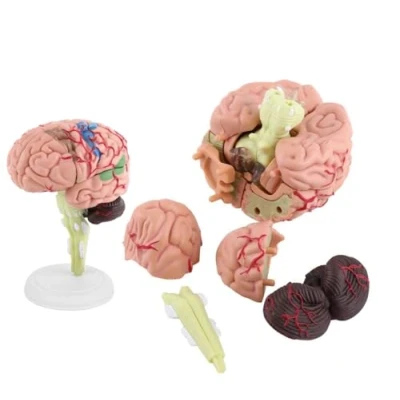 Immagine di UIGJIOG Corpo Umano Cervello 4D Smontato Modello Anatomia del L&#039;insegnamento E L&#039;apprendimento Cervello,Modello Anatomico