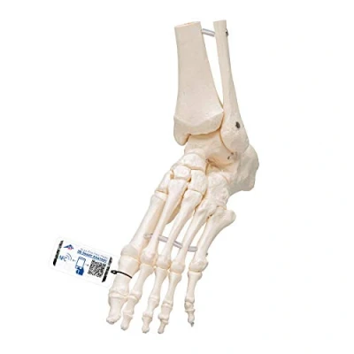 Immagine di 3B Scientific A31/1L, A31/1R Scheletro del Piede con Parte della Tibia e Perone, Montaggio Elastico + software gratuito di anatomia Smart Anatomy
