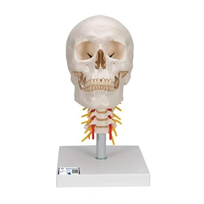 Immagine di 3B Scientific A20/1 Cranio, Modello Classico, con Vertebre Cervicali, in 4 Parti + software gratuito di anatomia Smart Anatomy