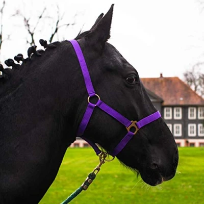 Immagine di cavezza per cavallo, sangue caldo, purosangue, freddo stalla, pascolo, 2 regolazioni su sottogola e nuca sicura antistrappo (viola, pony)