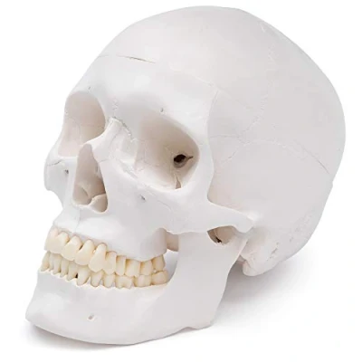 Immagine di Cranstein A 240 cranio anatomico Studi e formazione medica Modello di anatomia del
