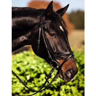 Immagine di Kerbl 321744 Cammello per mirtilli Standard, in Pelle, Sangue Caldo, Colore: Marrone