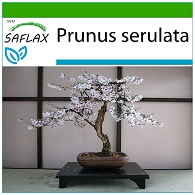 Immagine di SAFLAX Ciliegio del Giappone/Sakura 30 semi Con substrato Prunus serulata