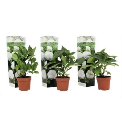 Immagine di Plant in a Box Ortensia hydrangea macrophylla Bianco Set di 3 Rosa d&#039;ortensia Vaso 9cm Altezza 25 40cm