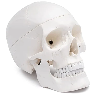 Immagine di Cranstein A 210 cranio anatomico Studi e formazione medica Modello di anatomia del