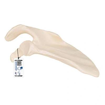 Immagine di 3B Scientific A45/4R, A45/4L Scapola + software gratuito di anatomia Smart Anatomy