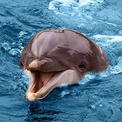 Immagine di Bigliettino d&#039;auguri sonoro con delfino e suo verso, interno bianco