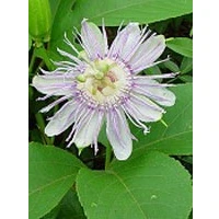 Immagine di TSA PASSIFLORA INCARNATA 50ML