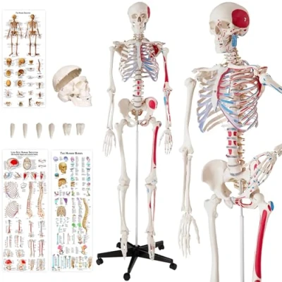 Immagine di tectake® Modello Anatomico di Scheletro Umano a Grandezza Naturale, Mandibola Mobile, Braccia e Gambe Smontabili, Lavabile Resistente, Poster Incluso
