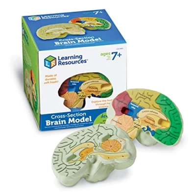 Immagine di Learning Resources Modello di cervello con sezione trasversale in schiuma morbida