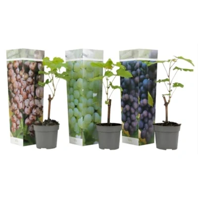 Immagine di Plant in a Box Piante di Uva Mix 3 Vitis Vinifera Vaso 9cm Altezza 25 40cm