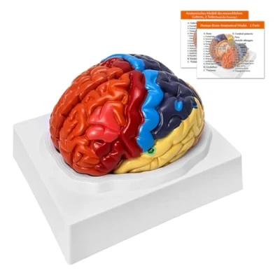 Immagine di modello anatomico del cervello anatomico, 2 parti umano codificato a colori regionale, preciso per strumento di apprendimento medico (2