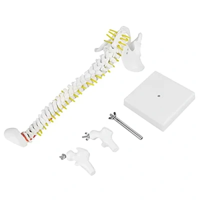Immagine di Modello flessibile della colonna vertebrale 45CM del midollo spinale Con vertebre, nervi, arterie, lombare e bacino supporto